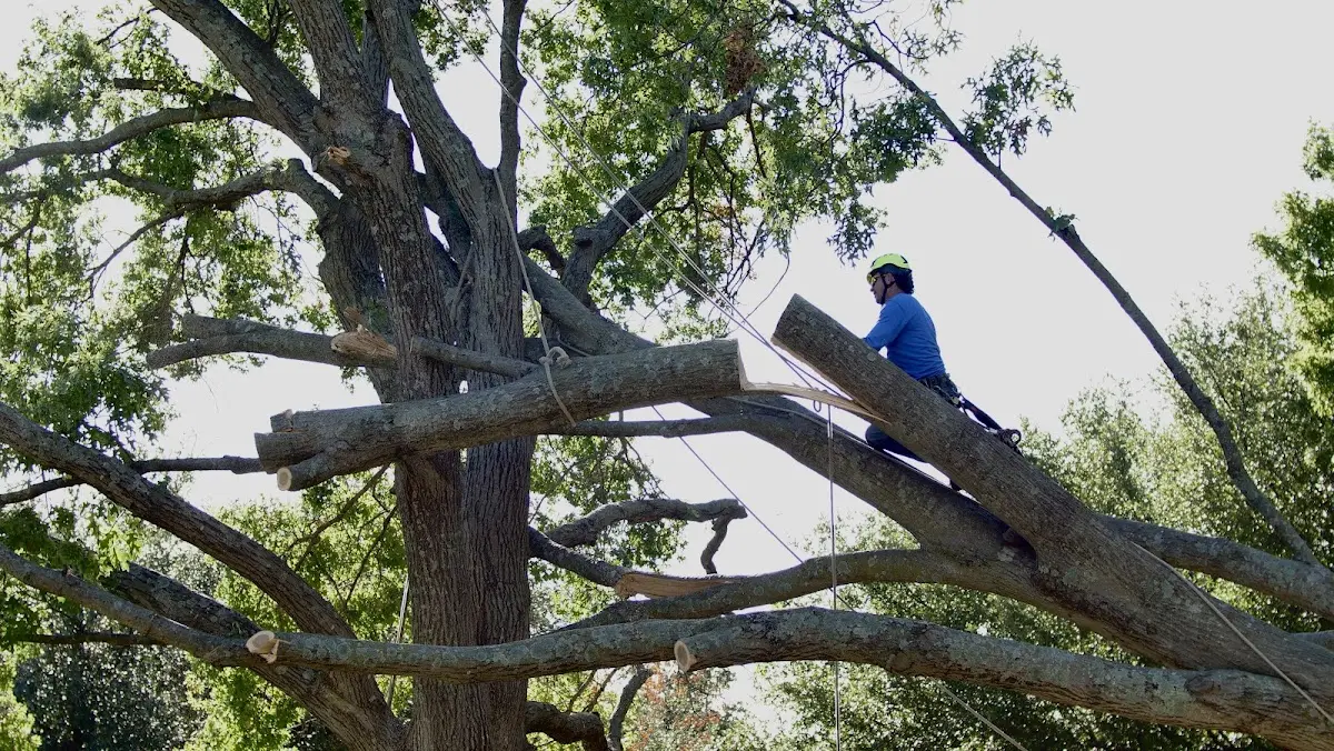 Professional Crown Thinning performed by certified arborists in Inverness